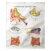 Ear Chart
